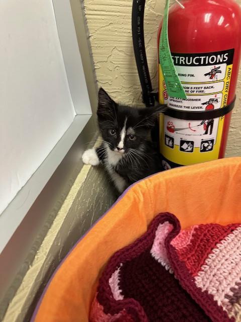 Milo, an adoptable Tuxedo in Parlier, CA, 93648 | Photo Image 4