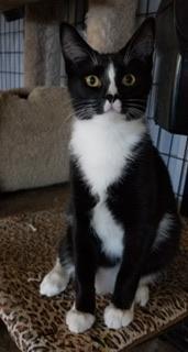 Milo, an adoptable Tuxedo in Parlier, CA, 93648 | Photo Image 5