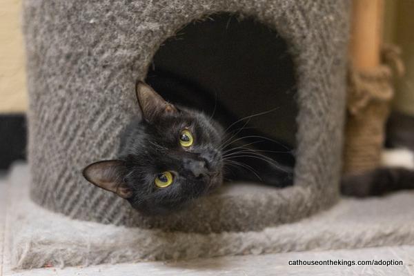 Jasmine, an adoptable Domestic Short Hair in Parlier, CA, 93648 | Photo Image 1