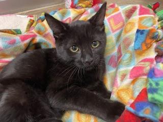 Jasmine, an adoptable Domestic Short Hair in Parlier, CA, 93648 | Photo Image 2