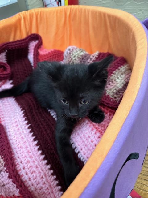 Jasmine, an adoptable Domestic Short Hair in Parlier, CA, 93648 | Photo Image 3