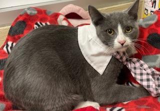 Isabella, an adoptable Domestic Short Hair in Parlier, CA, 93648 | Photo Image 1