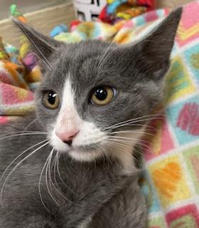 Isabella, an adoptable Domestic Short Hair in Parlier, CA, 93648 | Photo Image 2