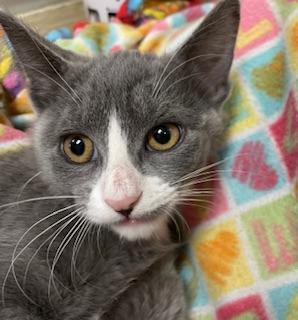 Isabella, an adoptable Domestic Short Hair in Parlier, CA, 93648 | Photo Image 3