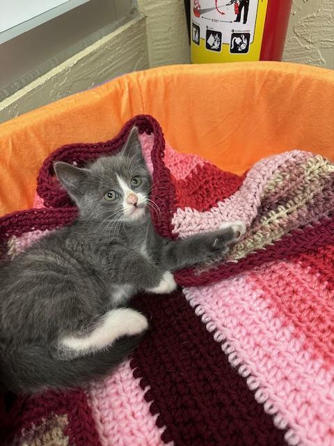 Isabella, an adoptable Domestic Short Hair in Parlier, CA, 93648 | Photo Image 4