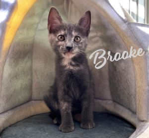 EVERY DAY IS PLAY DAY DOB 9924 Hey there everyone Im Brooke a very sweet and friendly dilute t