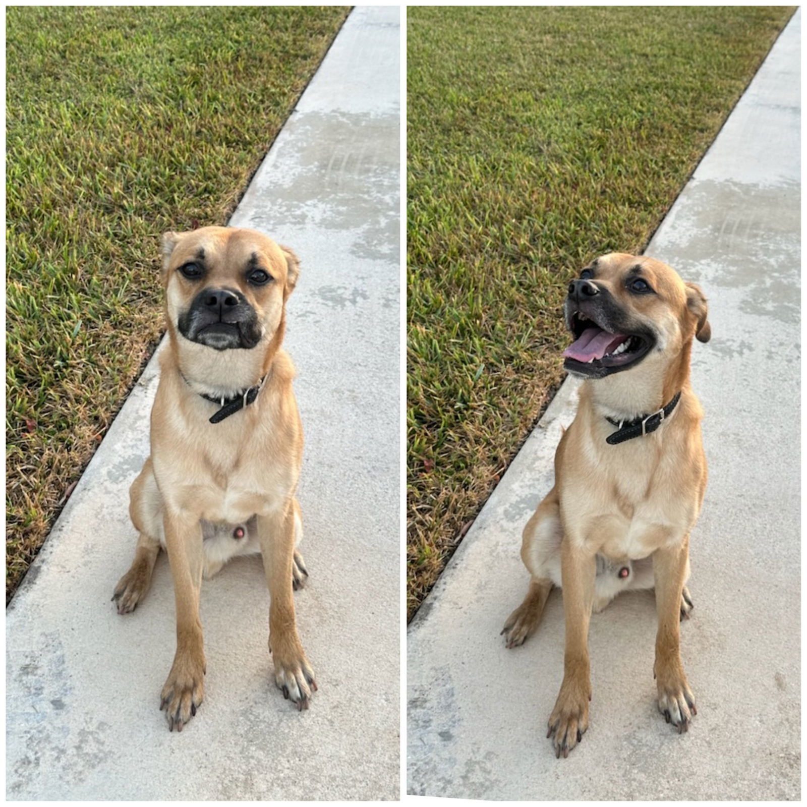 Teddy, an adoptable Mixed Breed in Key Largo, FL, 33037 | Photo Image 1