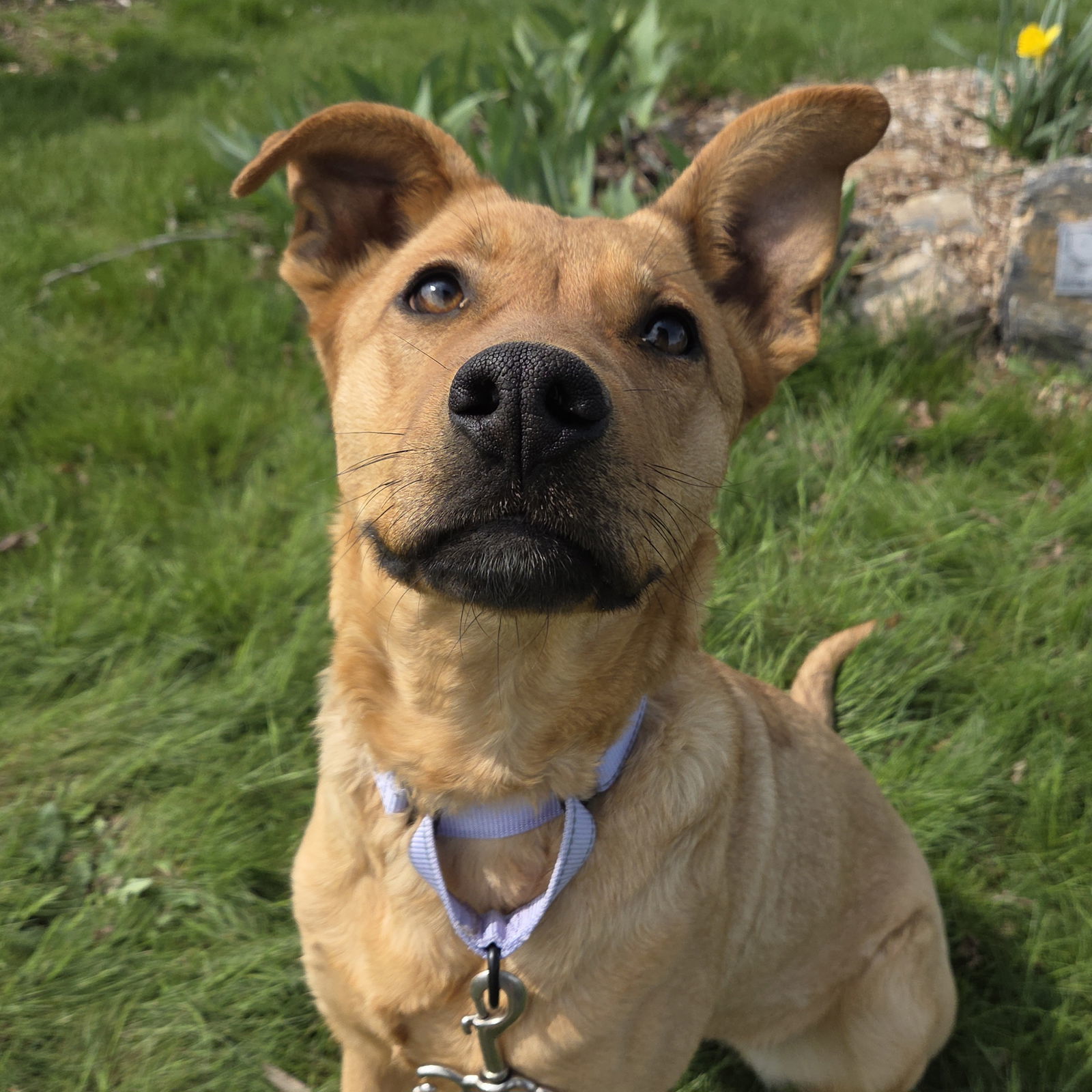 Moxy, an adoptable Carolina Dog in Yreka, CA, 96097 | Photo Image 1