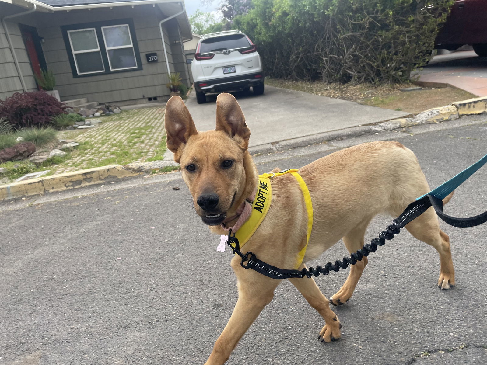 Moxy, an adoptable Carolina Dog in Yreka, CA, 96097 | Photo Image 2