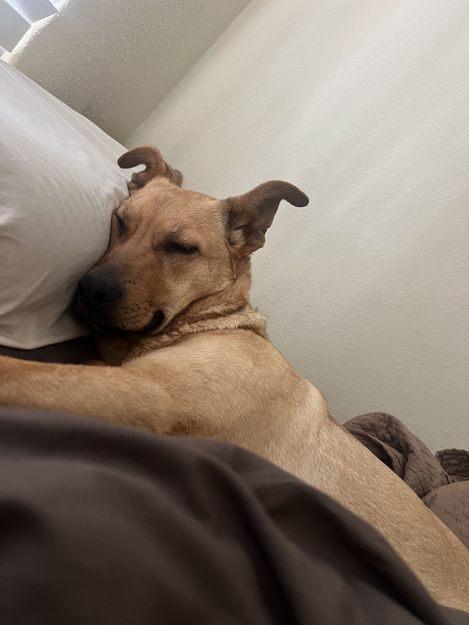 Moxy, an adoptable Carolina Dog in Yreka, CA, 96097 | Photo Image 3
