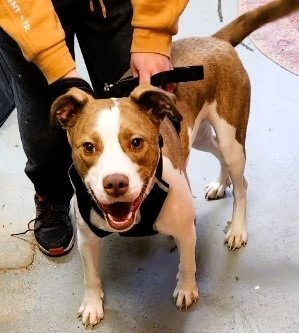 Percy, an adoptable Retriever, Mixed Breed in Crandon, WI, 54520 | Photo Image 1