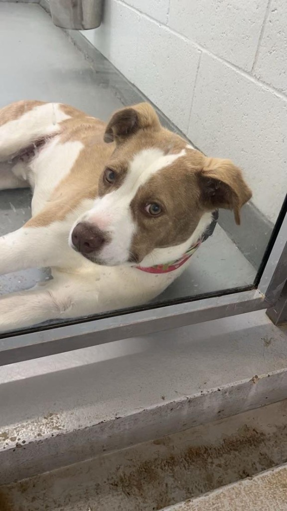 Percy, an adoptable Retriever, Mixed Breed in Crandon, WI, 54520 | Photo Image 2