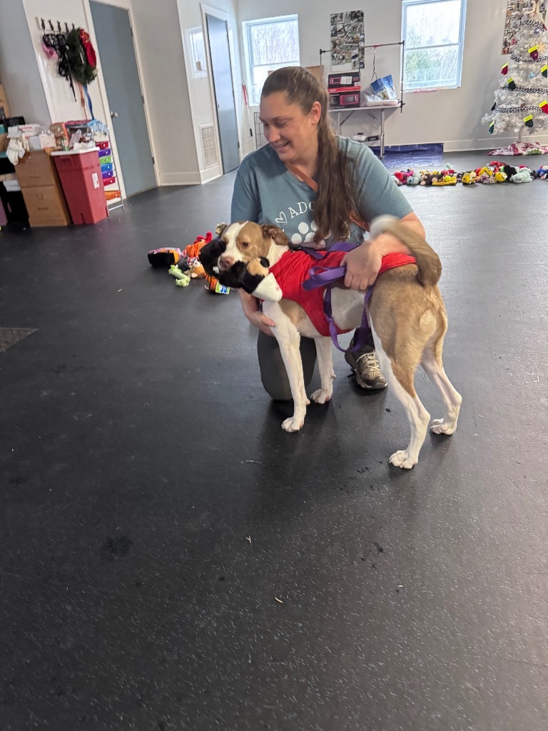 Percy, an adoptable Retriever, Mixed Breed in Crandon, WI, 54520 | Photo Image 3