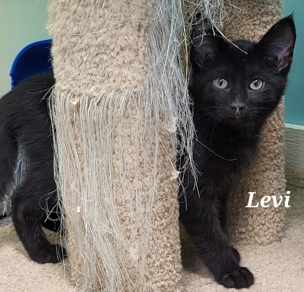 Levi