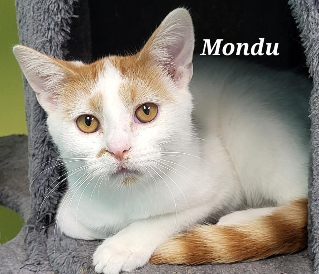 Mondu