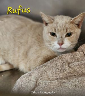 Rufus, Adult Male Domestic Short Hair