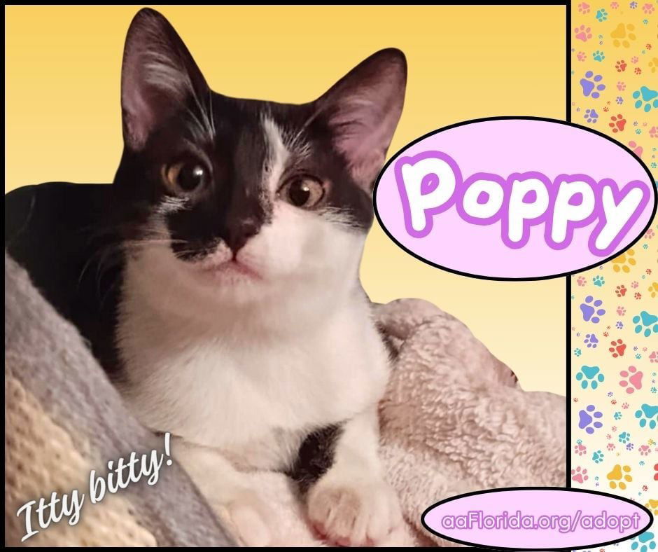 Poppy, an adoptable Tuxedo, Domestic Short Hair in Pensacola, FL, 32534 | Photo Image 1
