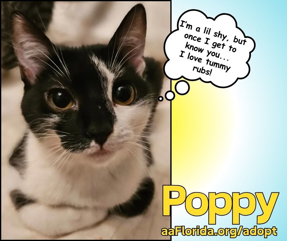 Poppy, an adoptable Tuxedo, Domestic Short Hair in Pensacola, FL, 32534 | Photo Image 2