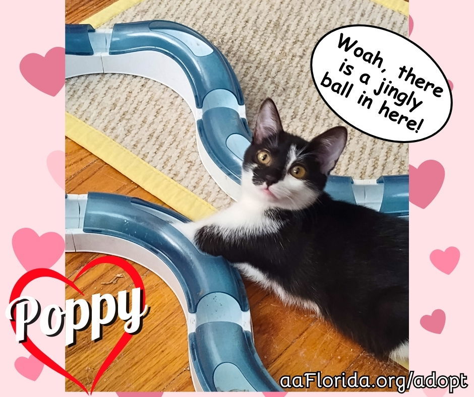 Poppy, an adoptable Tuxedo, Domestic Short Hair in Pensacola, FL, 32534 | Photo Image 3