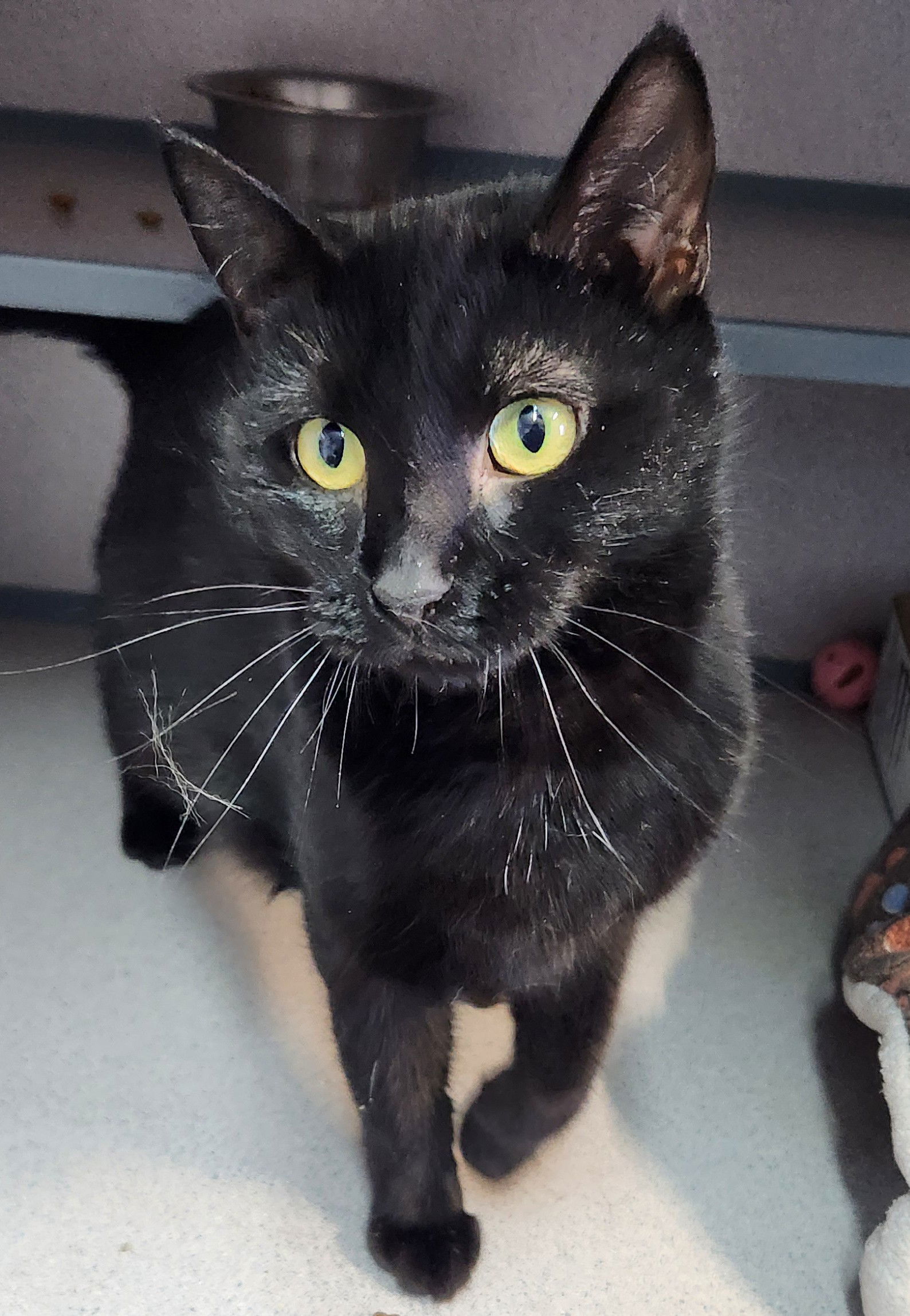 Bonnie, an adoptable Domestic Short Hair in Knoxville, IA, 50138 | Photo Image 1