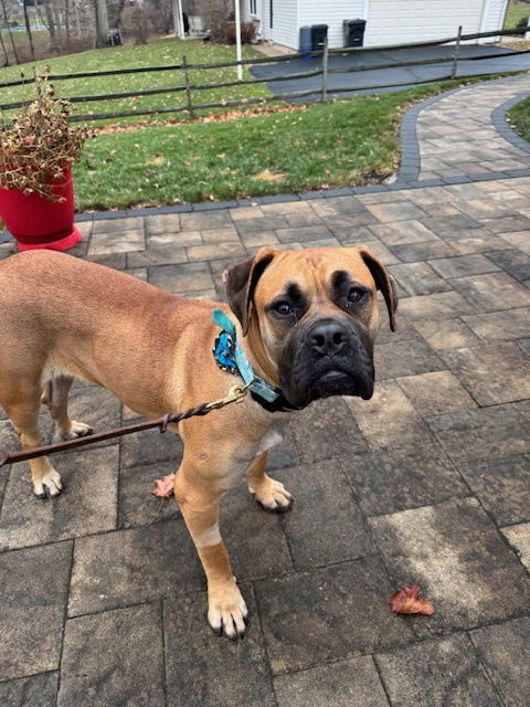 Beatrice, an adoptable Boerboel, Bullmastiff in New Hope, PA, 18938 | Photo Image 1