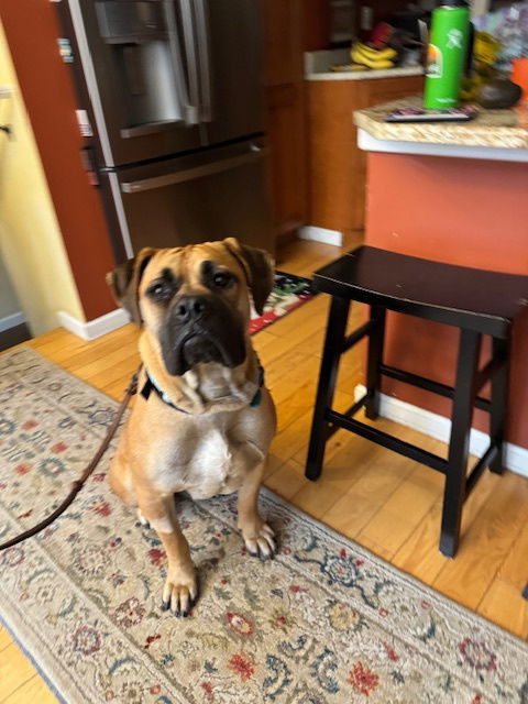 Beatrice, an adoptable Boerboel, Bullmastiff in New Hope, PA, 18938 | Photo Image 2