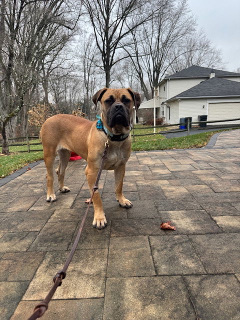 Beatrice, an adoptable Boerboel, Bullmastiff in New Hope, PA, 18938 | Photo Image 3