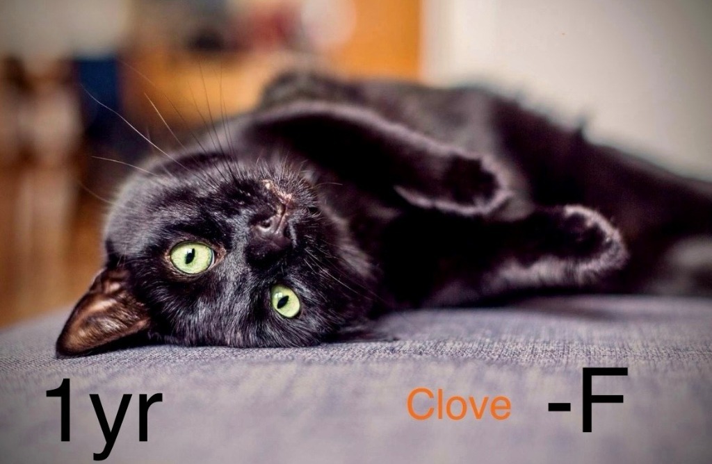 Clove