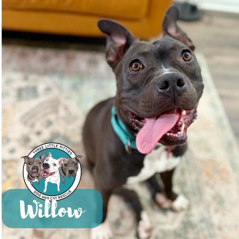 Willow Ark Mellow Ittie Bittie Pittie