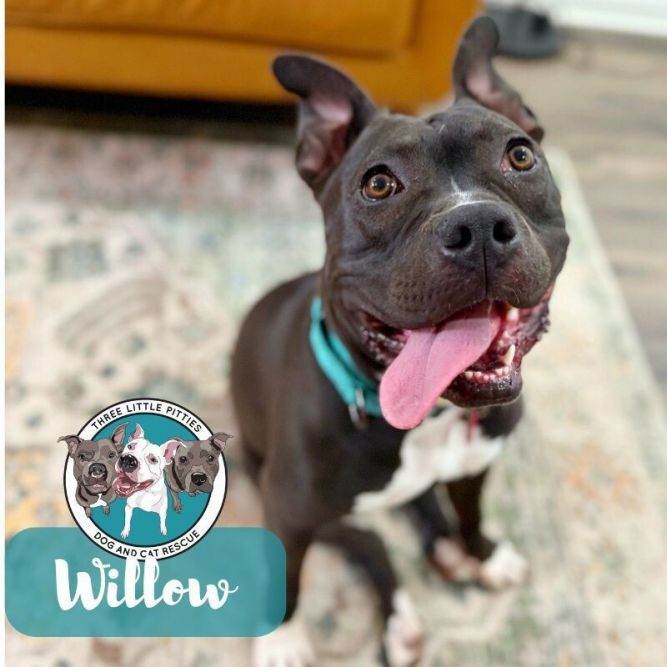 Willow Ark Mellow Ittie Bittie Pittie