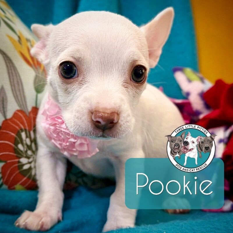 Pookie Pearl Pipsqueak