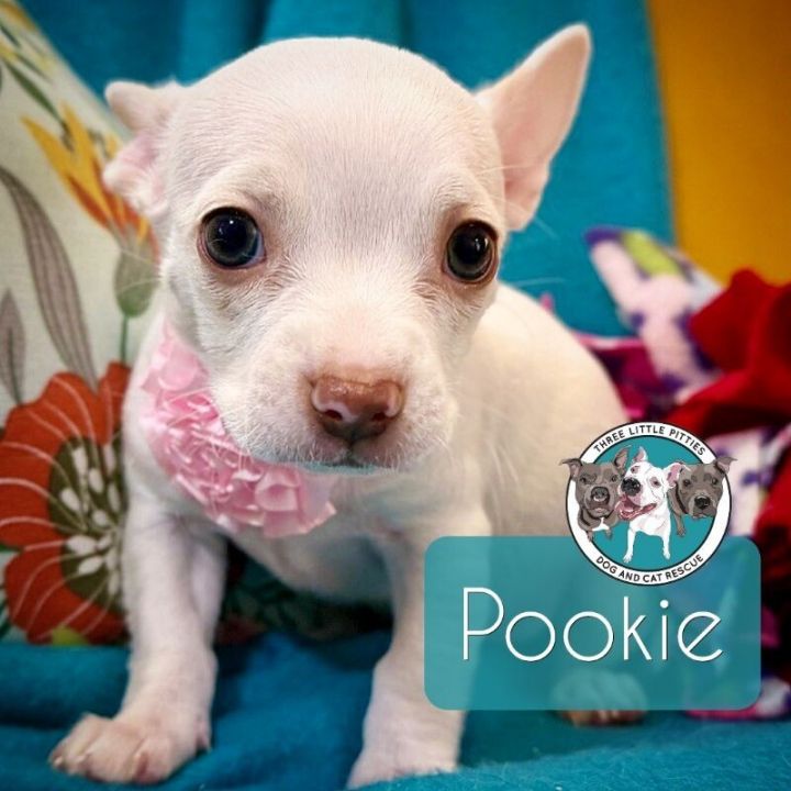 Pookie Pearl Pipsqueak 2