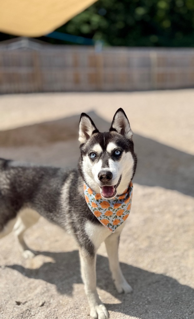 Lettie (foster), an adoptable Husky in Muskegon, MI, 49442 | Photo Image 1