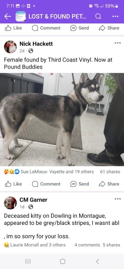 Lettie (foster), an adoptable Husky in Muskegon, MI, 49442 | Photo Image 2