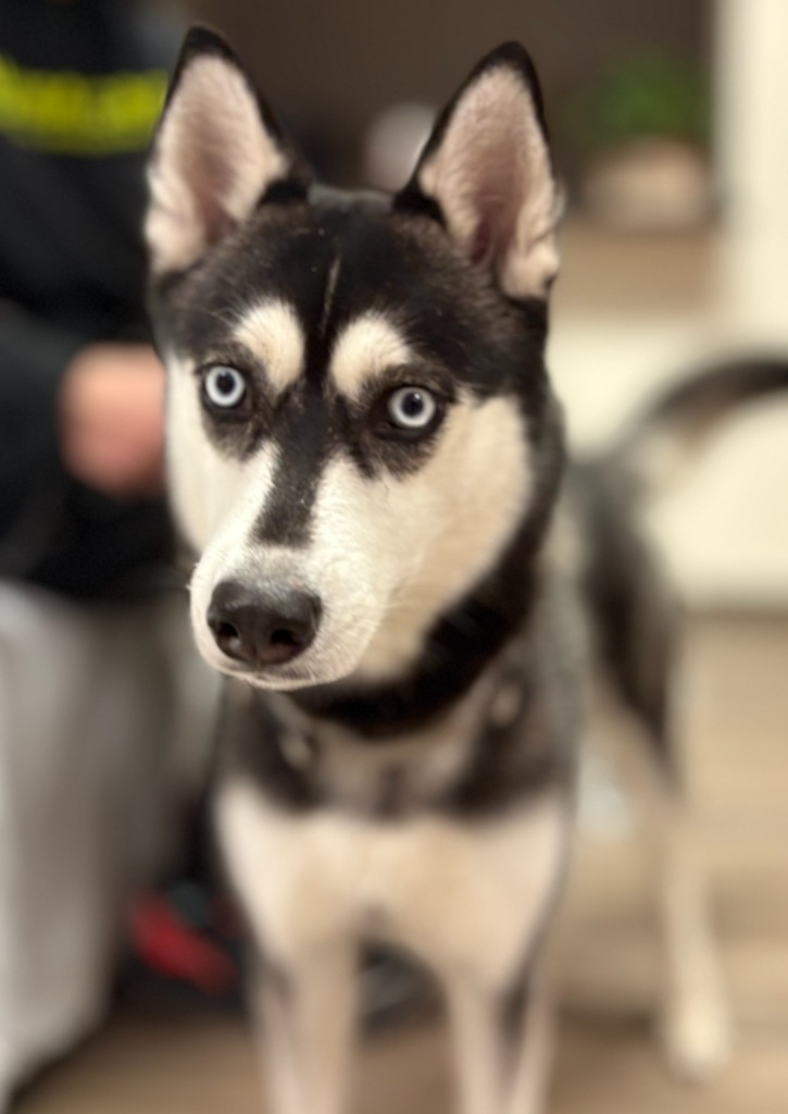 Lettie (foster), an adoptable Husky in Muskegon, MI, 49442 | Photo Image 3