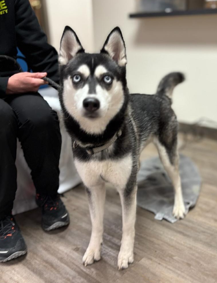 Lettie (foster), an adoptable Husky in Muskegon, MI, 49442 | Photo Image 4
