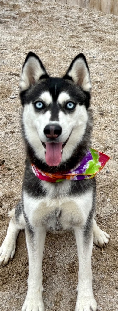 Lettie (foster), an adoptable Husky in Muskegon, MI, 49442 | Photo Image 5