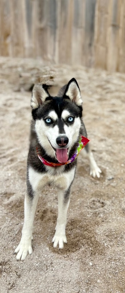Lettie (foster), an adoptable Husky in Muskegon, MI, 49442 | Photo Image 6