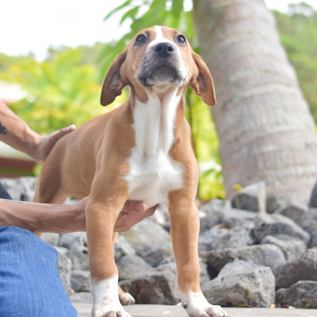 Danny, an adoptable Mixed Breed in Kailua Kona, HI, 96740 | Photo Image 1