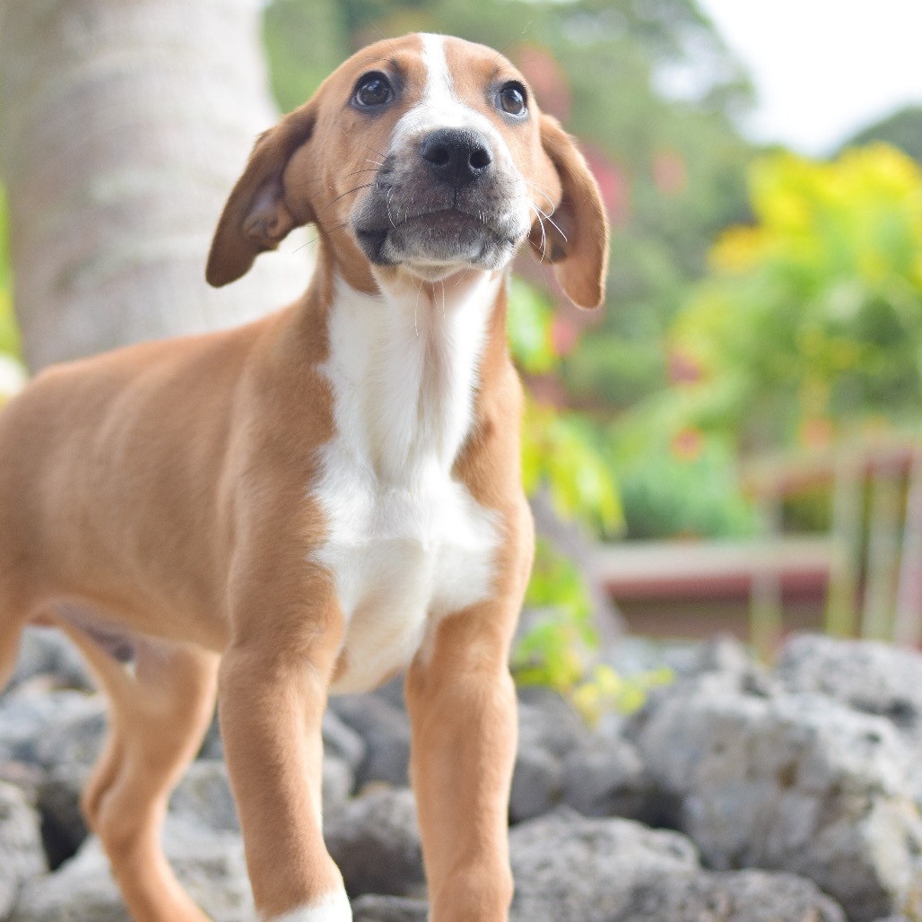 Danny, an adoptable Mixed Breed in Kailua Kona, HI, 96740 | Photo Image 2