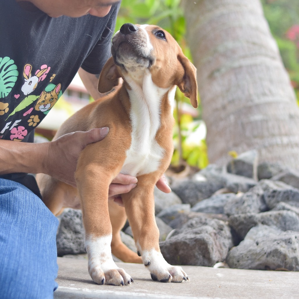 Danny, an adoptable Mixed Breed in Kailua Kona, HI, 96740 | Photo Image 3