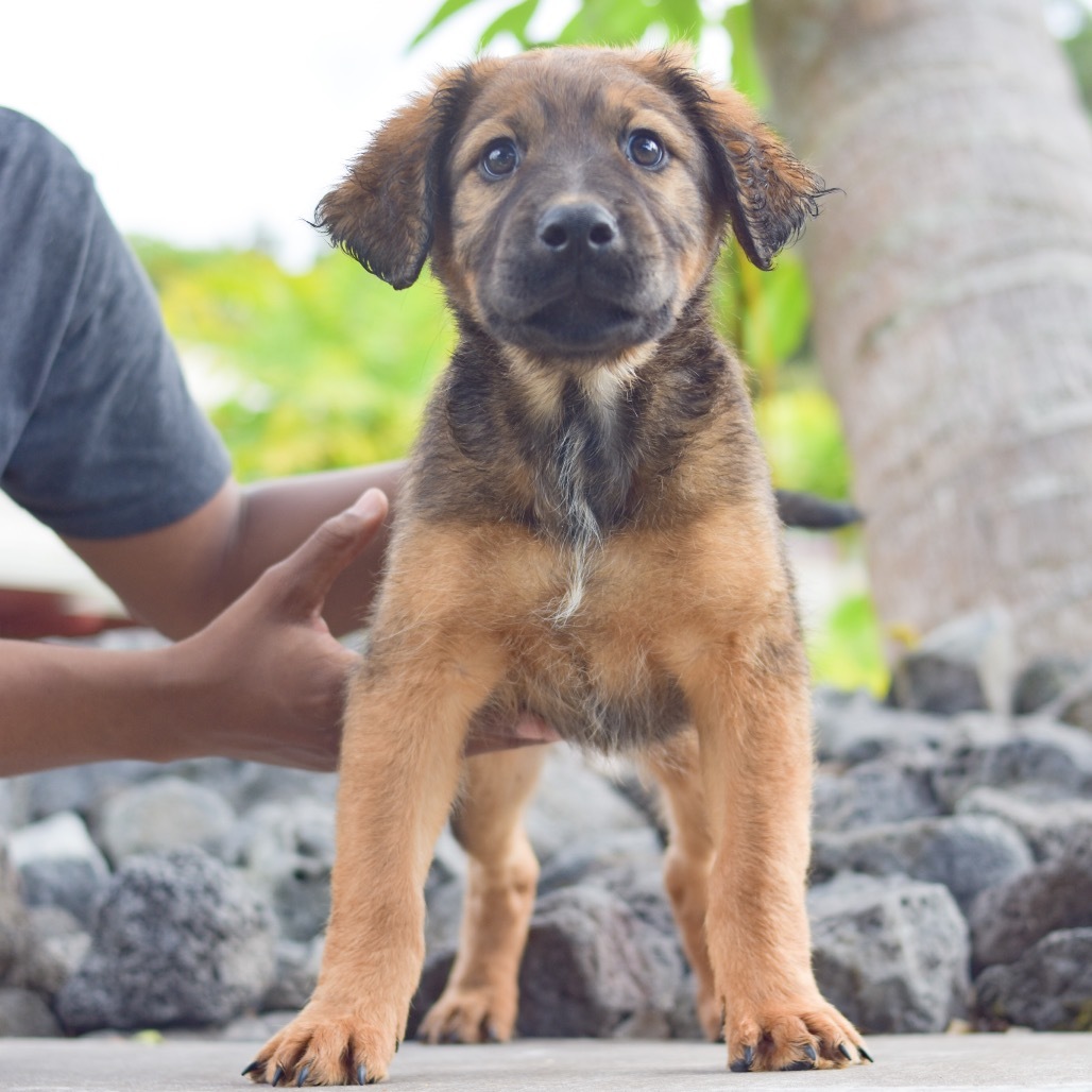 D.J., an adoptable Mixed Breed in Kailua Kona, HI, 96740 | Photo Image 1