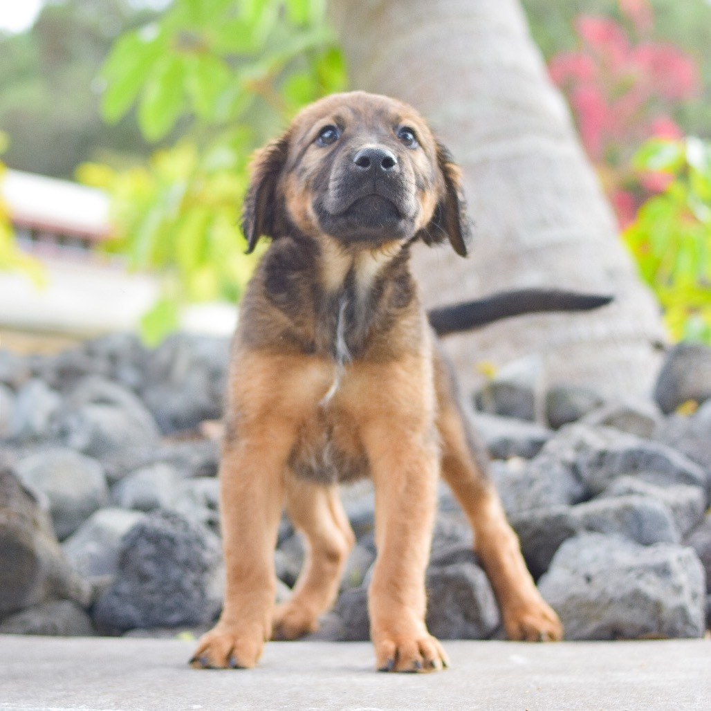 D.J., an adoptable Mixed Breed in Kailua Kona, HI, 96740 | Photo Image 2