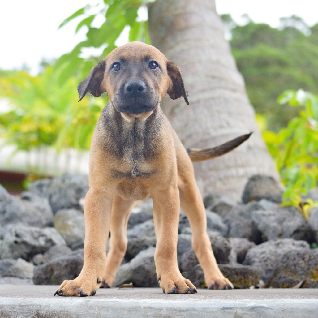 Jesse, an adoptable Mixed Breed in Kailua Kona, HI, 96740 | Photo Image 1