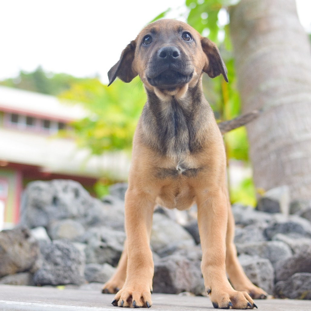 Jesse, an adoptable Mixed Breed in Kailua Kona, HI, 96740 | Photo Image 2