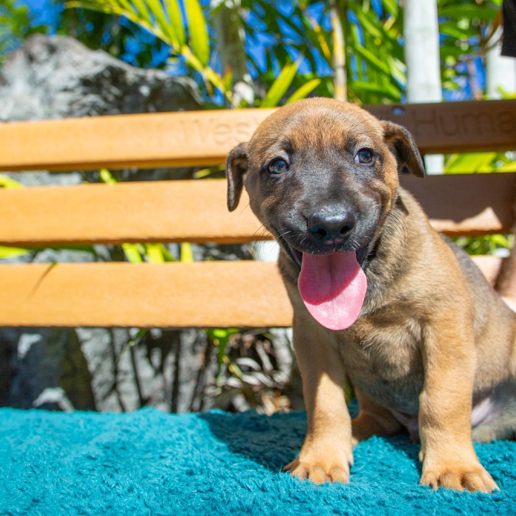 Jesse, an adoptable Mixed Breed in Kailua Kona, HI, 96740 | Photo Image 3