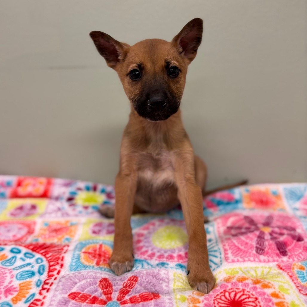 Biscotti--In Foster