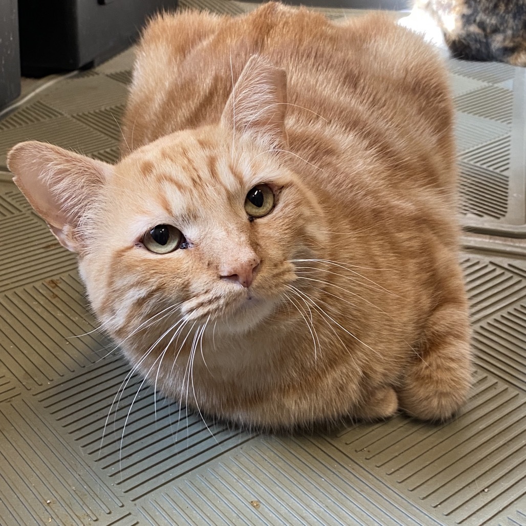Obie, an adoptable Domestic Short Hair in Leander, TX, 78641 | Photo Image 1