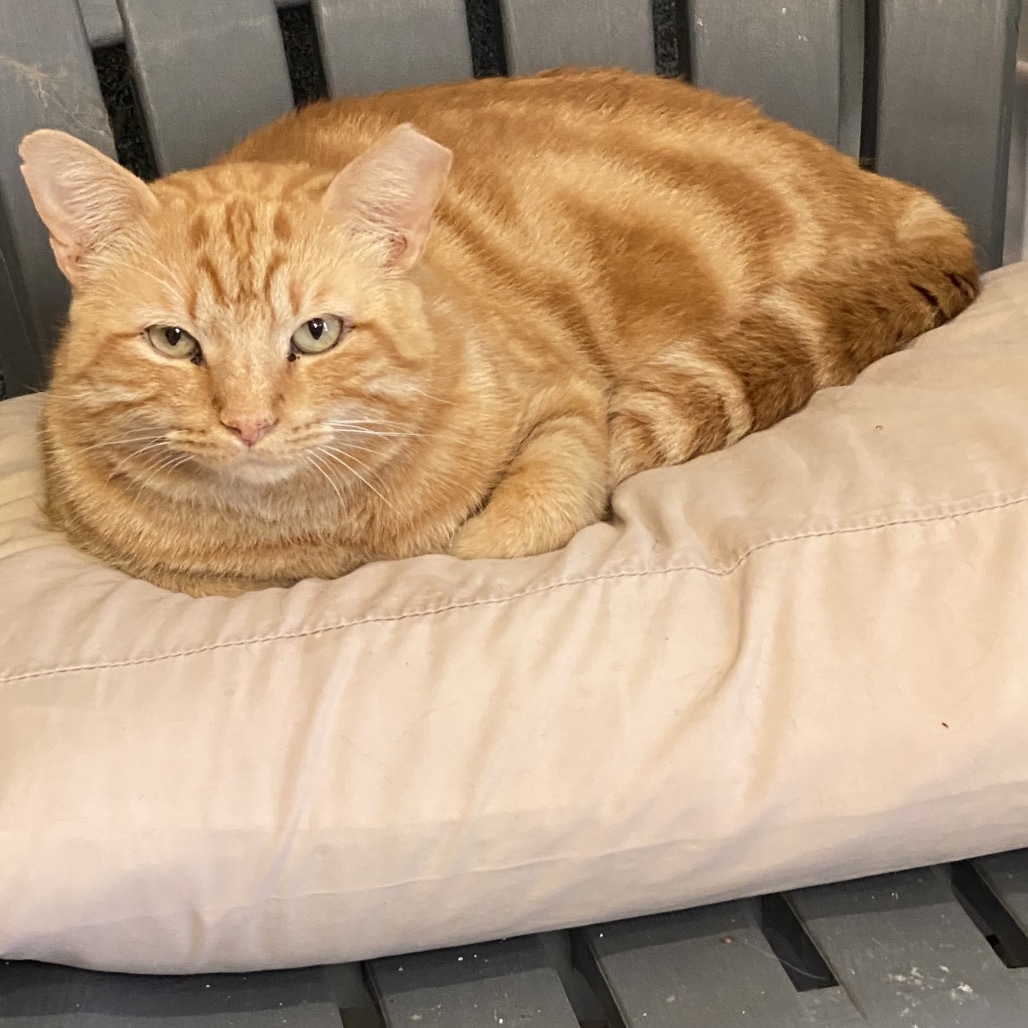 Obie, an adoptable Domestic Short Hair in Leander, TX, 78641 | Photo Image 2