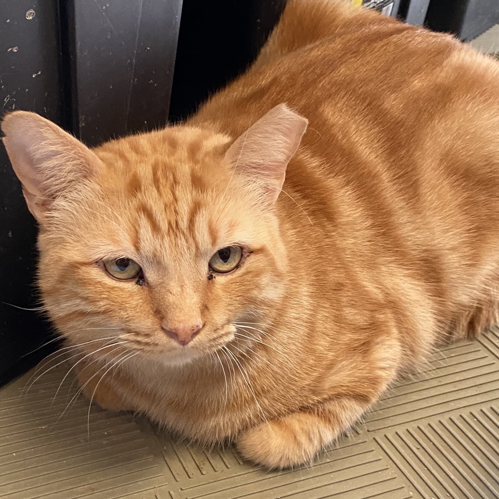 Obie, an adoptable Domestic Short Hair in Leander, TX, 78641 | Photo Image 3